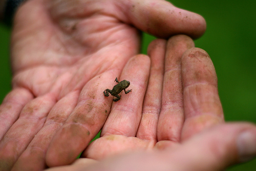 miniature frog, tiniest frog ever, smallest frog, mini frogs