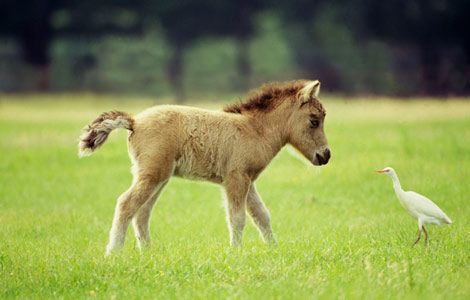 miniature horse, smallest horse on earth, tiny horse, very small horse, very cute and small pony