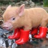 worlds smallest pig, cutest pig in red boots, very small pig in boots, adorable pig in boots