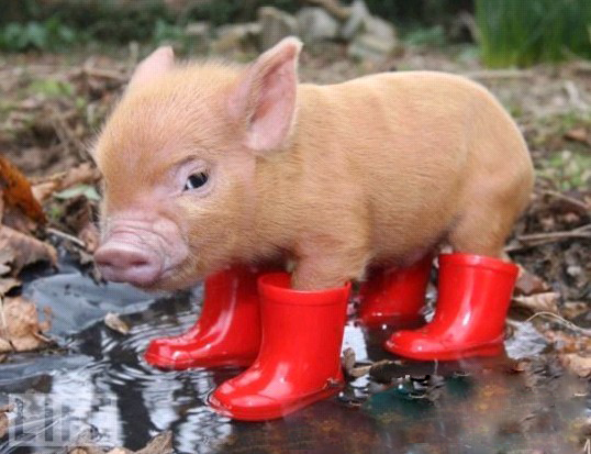 worlds smallest pig, cutest pig in red boots, very small pig in boots, adorable pig in boots
