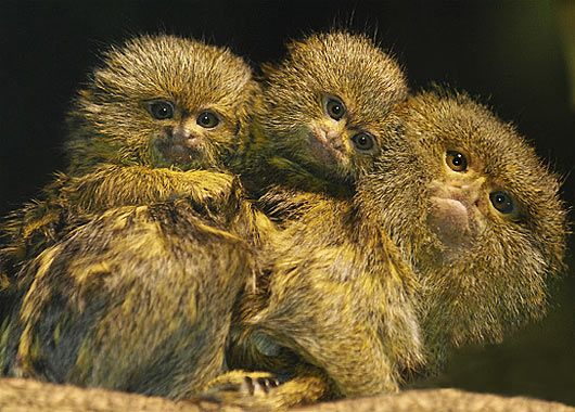 mini marmosets, tiniest monkeys, really small monkeys, mini marmosets