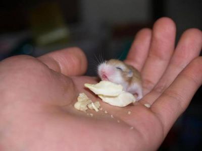 miniature hamster, mini hamster, tiny little hamster, very cute tiny hamster