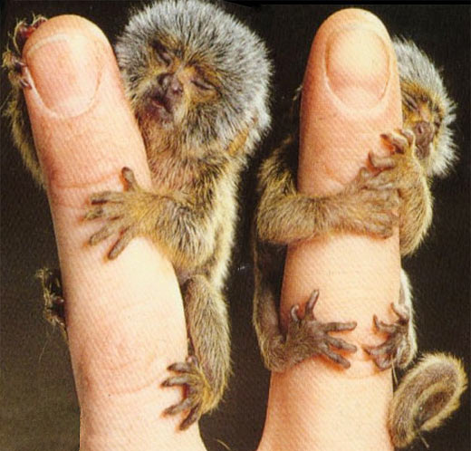 miniature pygmy, mini monkeys, miniature monkeys, tiny finger sized monkeys, very little monkeys
