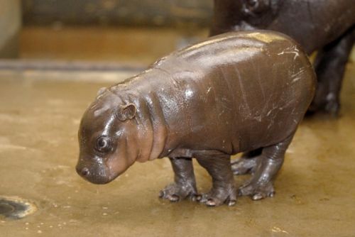 mini pygmy hippo, tiny newborn hippo, cutest hippo