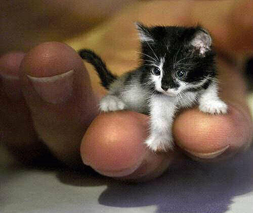 worlds smallest kitten, kitten that can fit into your hand, miniature kitten, mini newborn kitten